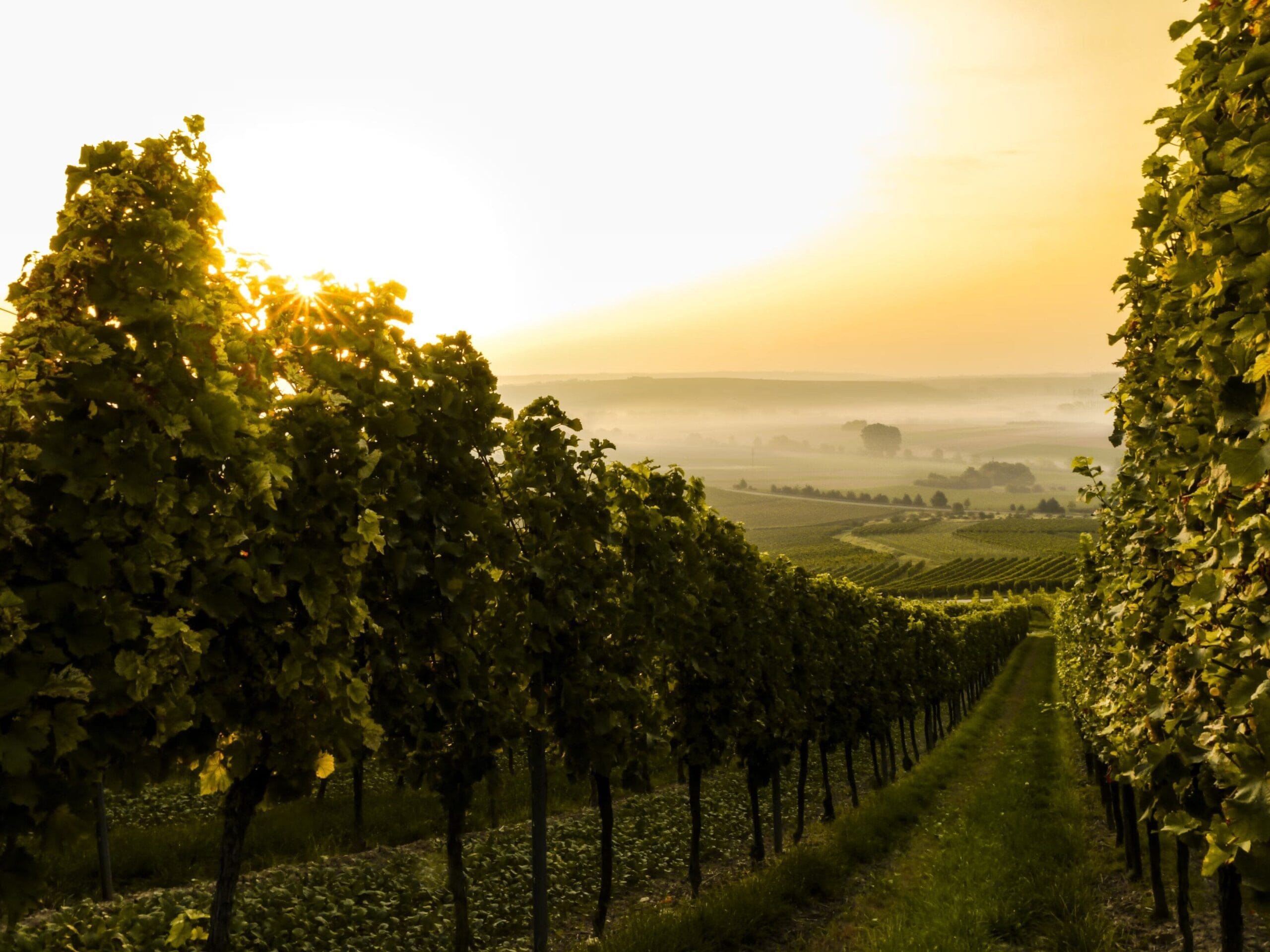 Un vigneto durante il tramonto con i raggi del sole che filtrano tra le viti, creando un'atmosfera calda e serena.