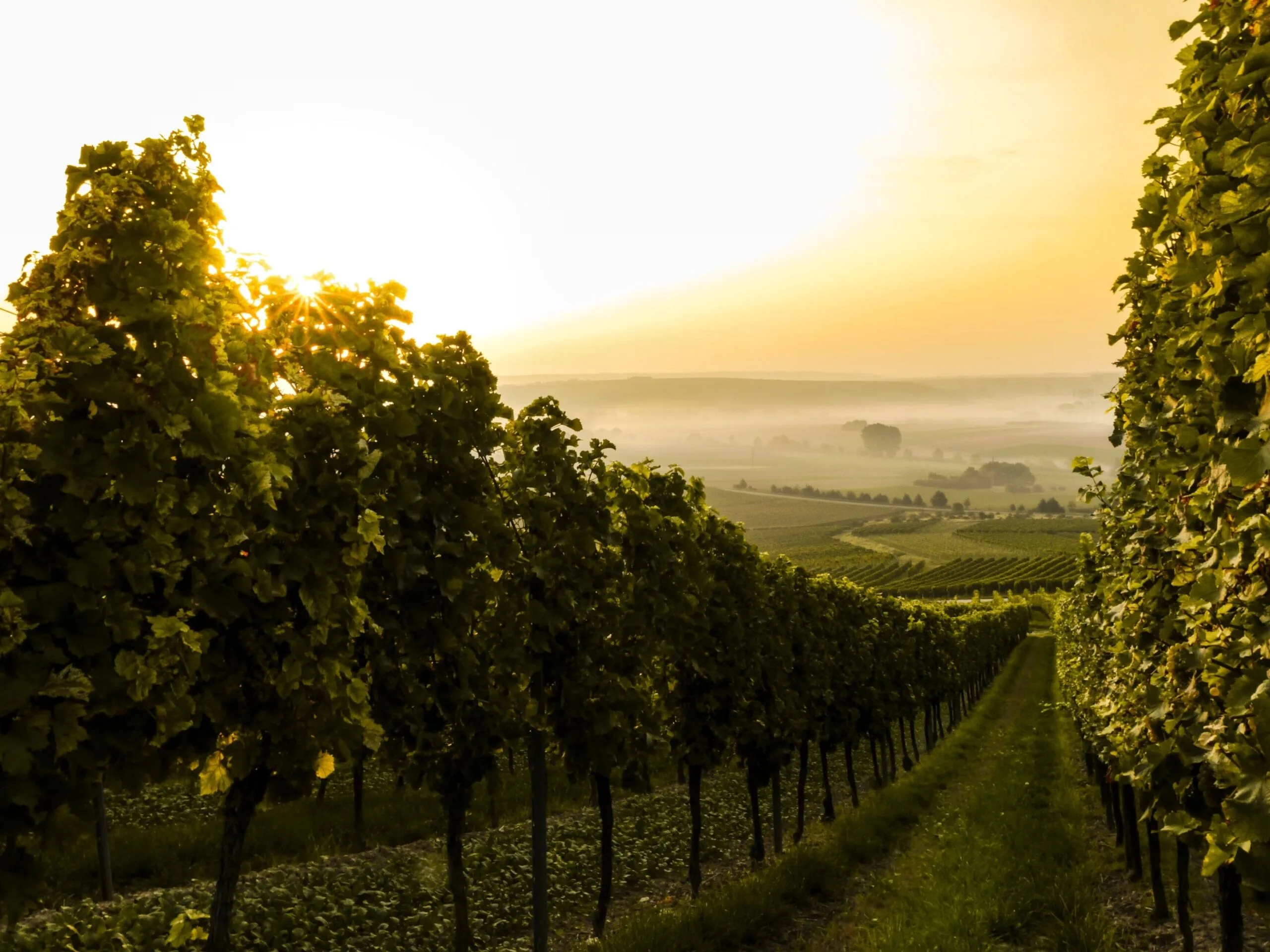 Un vigneto durante il tramonto con i raggi del sole che filtrano tra le viti, creando un'atmosfera calda e serena.